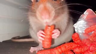 Ketika Tikus Kena Cabai Pedas Banget! 🌶️🐭 Funny Animal Meme
