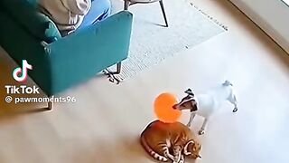 Vidéo drôle 76