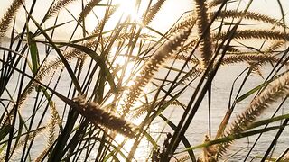 Grass