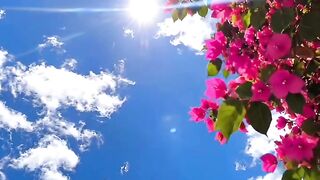 A flower 2