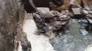 Bebek kecil sdh besar