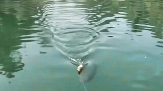 Strike Bertubi-tubi! Spot Rahasia Panen Ikan Babon