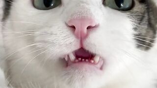This Cat's Big Eyes Are Too Cute! 😻