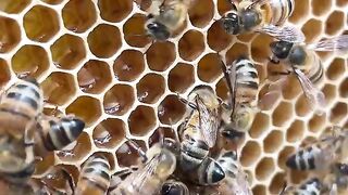There s a reason for doing it this way #shorts #beekeeping #beekeeper #bees #honeybees #honey #comb