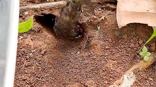 Fire Ants Enter—Scorpion Appears! #shorts #science_