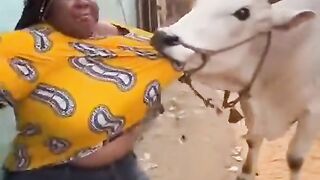 Wild Encounter: Cow Grabs Woman's Shirt in Narrow Alleyway