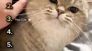 Cutest Cat Reactions Ranked 😻 2