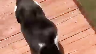 The funniest cat video ever 😂