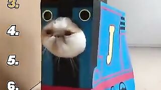 Ranking-Funniest-Cat