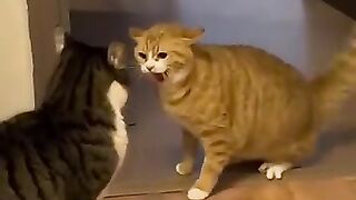 Cat-Argument