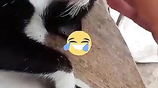 funniest cats kalamansi prank!