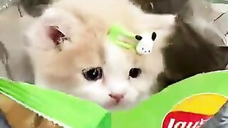 ittle cat is so cute! It can make people feel better.