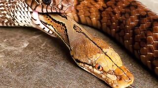 Snake's Life Story Part 2