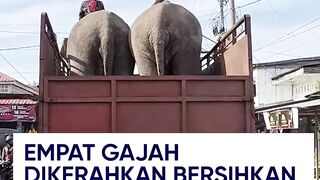 Empat Gajah Dikerahkan Bersihkan Puing Banjir Bandang Pidie Jaya