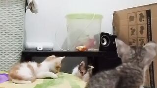 Three kittens are having fun playing