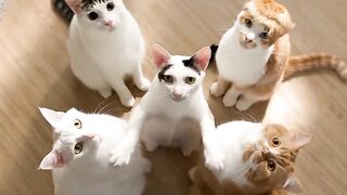 😼🤣 2
