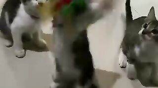 Kumpulan kucing
