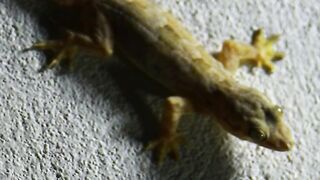 Tokay Gecko sound #gecko Lizard, Gecko, Chipkali, Lagarto  Top 3 Funny Lizards   Lizards For Kids_2