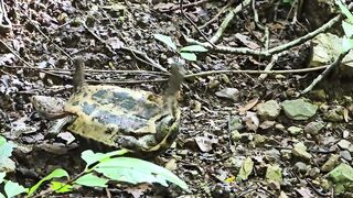 Exploring In Forest Catching Wild Scorpion, Giant African Millipede, Small Red Millipede And Turtle