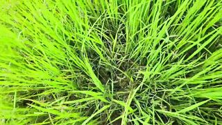Searching Rice Field Catch Black Scorpions 🦂, African Giant Millipede, Red Spotted Millipede, Worms