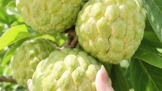 Beautiful nature with rural life –harvest fresh fruit🍒🍇🍑 Part 1
