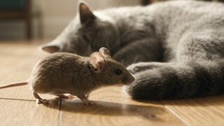 Cat and litle mouse