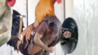 Perang dunia ayam 🐔
