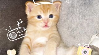 Cat selfie