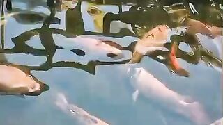 Ikan mas 2