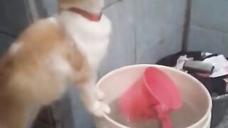A cute moment of a cat drinking from water flowing out of a hose.