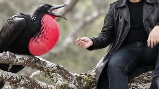 A Rare Moment with a Stunning Red Bird in the Wild! 🐦🌿