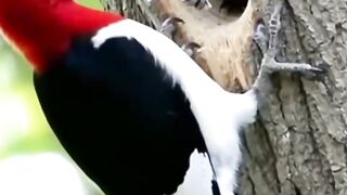 Funny bird 6