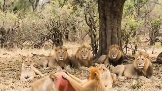 FunnyAnimals #FunnyMonkey #ScaredLions #AnimalComedy.mp4