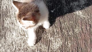 cuties kitten