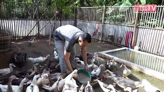 cara CUAN ternak Entog rumahan