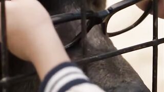 Genius Bear doing Homework