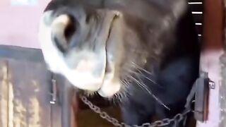 You Won't Believe This! 🤯 #funnyanimalscompilation 2