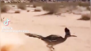 Burung tercepat di dunia