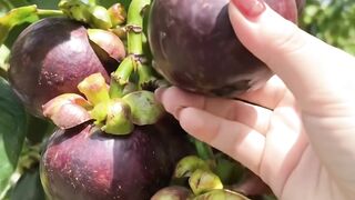 Beautiful nature with rural life –harvest fresh fruits in the summer 🍒🍇🍑