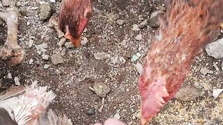 Feeding Time! Hungry Chickens Enjoy a Delicious Treat 🐔🌾