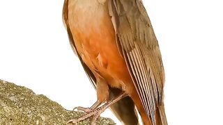 Birds 53