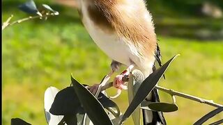 Birds part 1