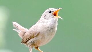Birds part 2