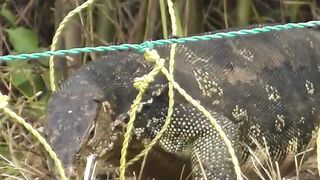 Exciting Crocodile Trap