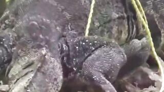 Catching a crocodile is very tense