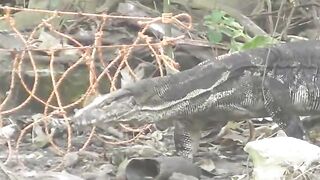 Catching a super big crocodile is nerve-wracking