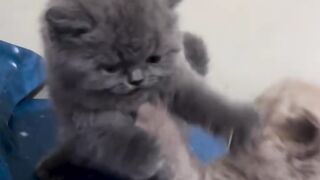 Cat fight baby