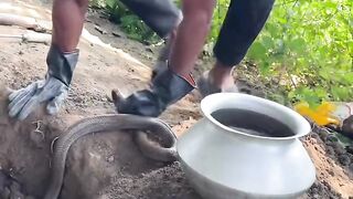 Finally the king cobra nest was found