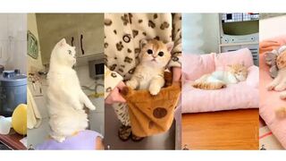 These Little Cats Are Full of Surprises! 💖🐱✨