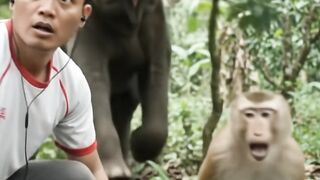 While picking avocados with a monkey, they were suddenly attacked by a wild elephant, and the two girls who helped carry them were there.